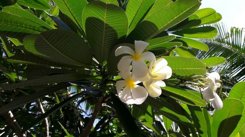 Low angle view of white flowers