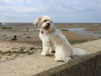 Dog on the beach