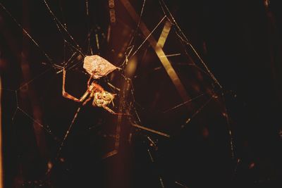 Close-up of spider web