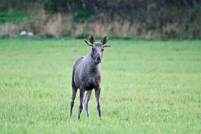 Elk standing on a green field 