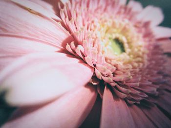 Close-up of pink flower