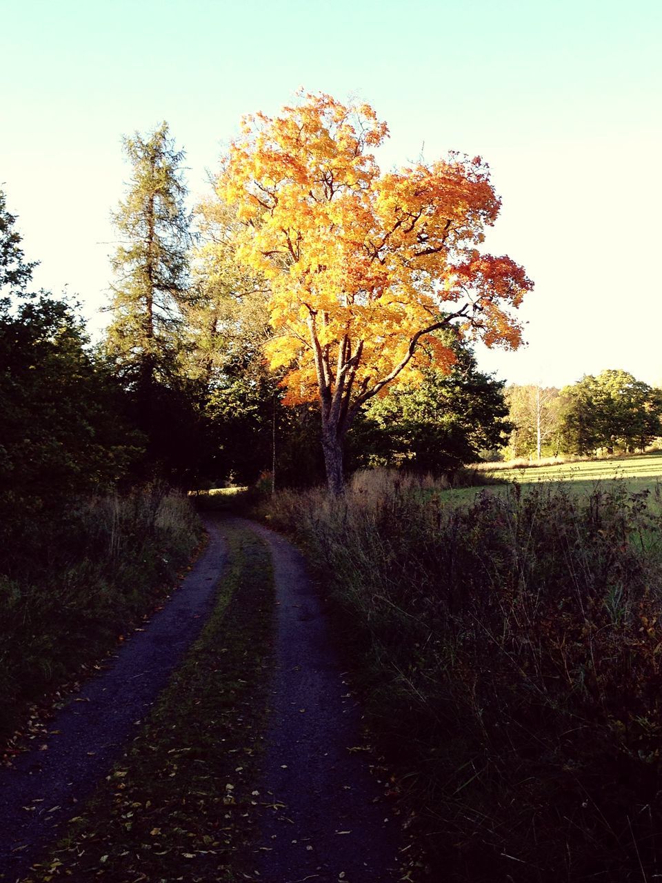 tree, clear sky, the way forward, road, tranquility, tranquil scene, autumn, transportation, diminishing perspective, nature, beauty in nature, scenics, country road, vanishing point, growth, change, water, season, copy space, sky