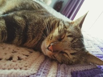 Close-up of cat sleeping on bed at home