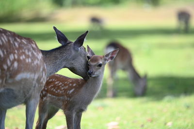 Deer standing in a field