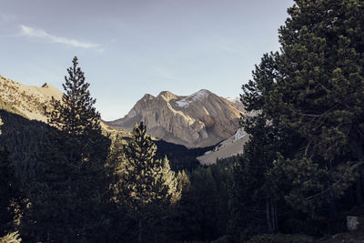 Pine trees on snowcapped mountains against sky