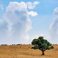 Trees on field against sky