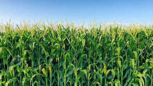 Crops growing on field against clear sky