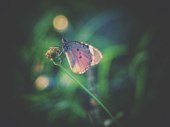 Close-up of butterfly pollinating flower