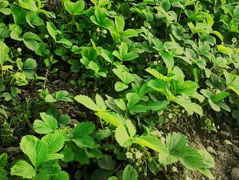 Close-up of fresh green plants in field