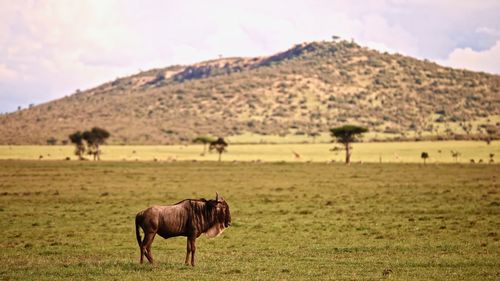 Horse grazing on field against mountain