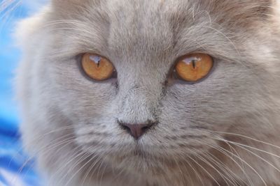 Close-up portrait of a cat