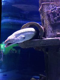 Close-up of fish swimming in aquarium