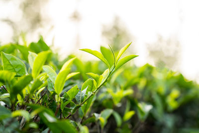 green