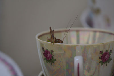 Close-up of potted plant on table