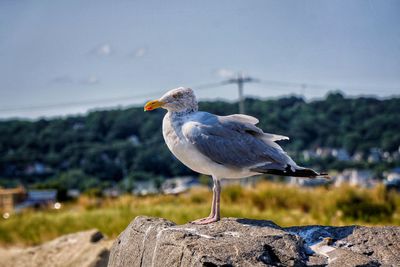 Close-up of gray heron perching on rock by sea against sky
