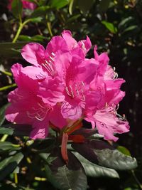 Close-up of pink rose flower