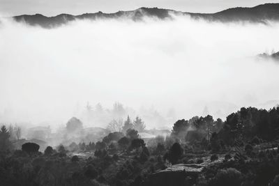 Panoramic view of trees and mountains against sky