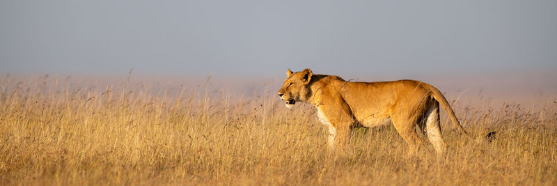 Side view of lioness standing on grassy field