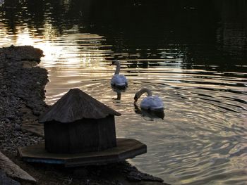 High angle view of bird perching on a lake