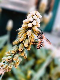 Close-up of butterfly pollinating on flower