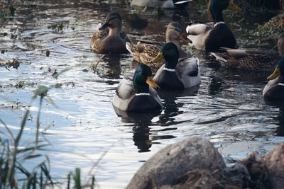 Ducks swimming in lake