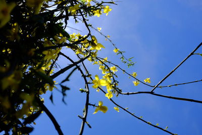 Low angle view of flowering tree against blue sky