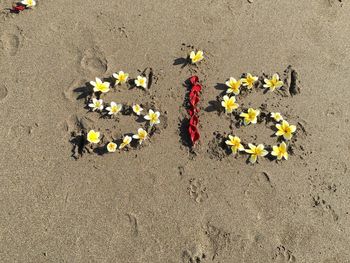 High angle view of flowers on sand