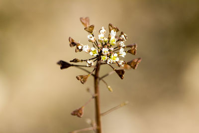 Close-up of cherry blossom