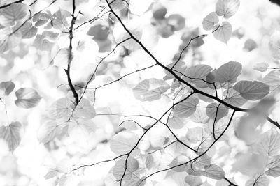 Low angle view of flowering plant against sky