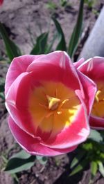 Close-up of pink flowers