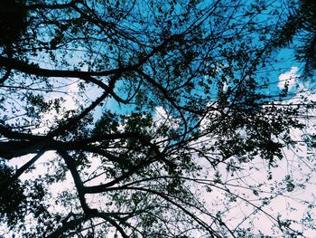Low angle view of tree against sky