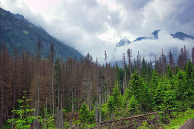 Plants growing on land against sky