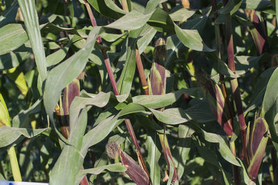 Full frame shot of plants
