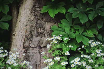 Close-up of flowering plant on tree trunk