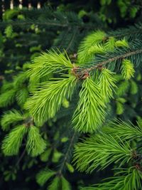 Close-up of pine tree