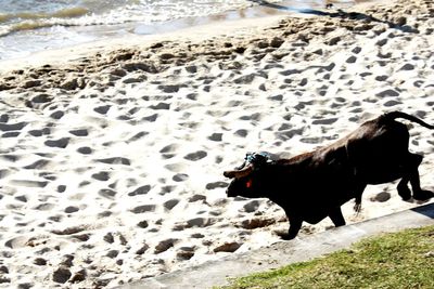 Dog standing on beach