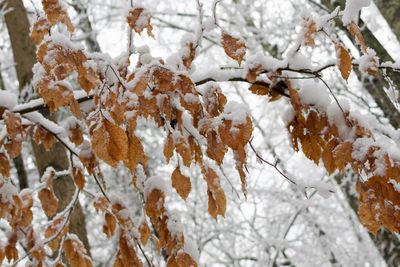 Close-up of frozen tree during winter