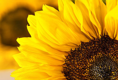 Close-up of sunflower