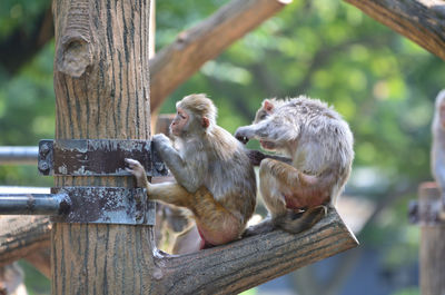 Two monkeys sitting side by side on branch