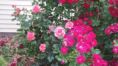 Pink flowers blooming outdoors