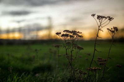 Close-up of plant growing in field