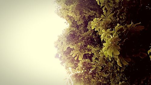 Low angle view of trees