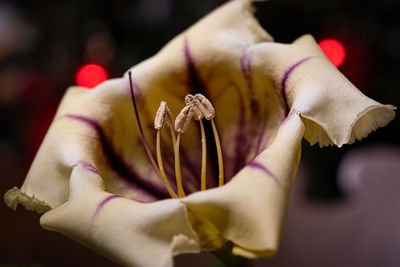 Solandra maxima, cropped hand of woman holding plant