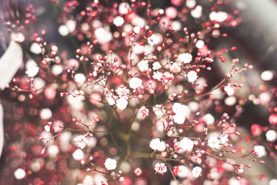 Close-up of pink cherry blossom tree