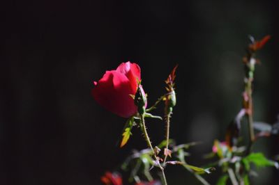 Close-up of red rose