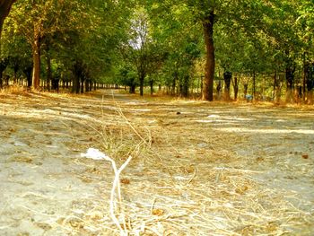 Trees on field in forest