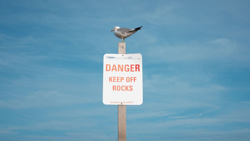 Seagull perching on information sign against sea during sunny day