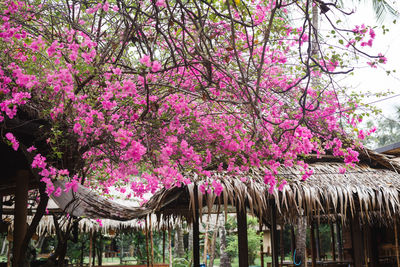 Pink cherry blossoms in spring