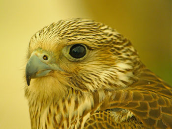 Close-up of owl