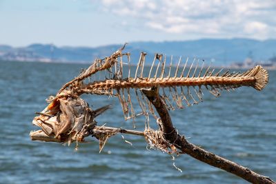 Close-up of dead plant against blurred background